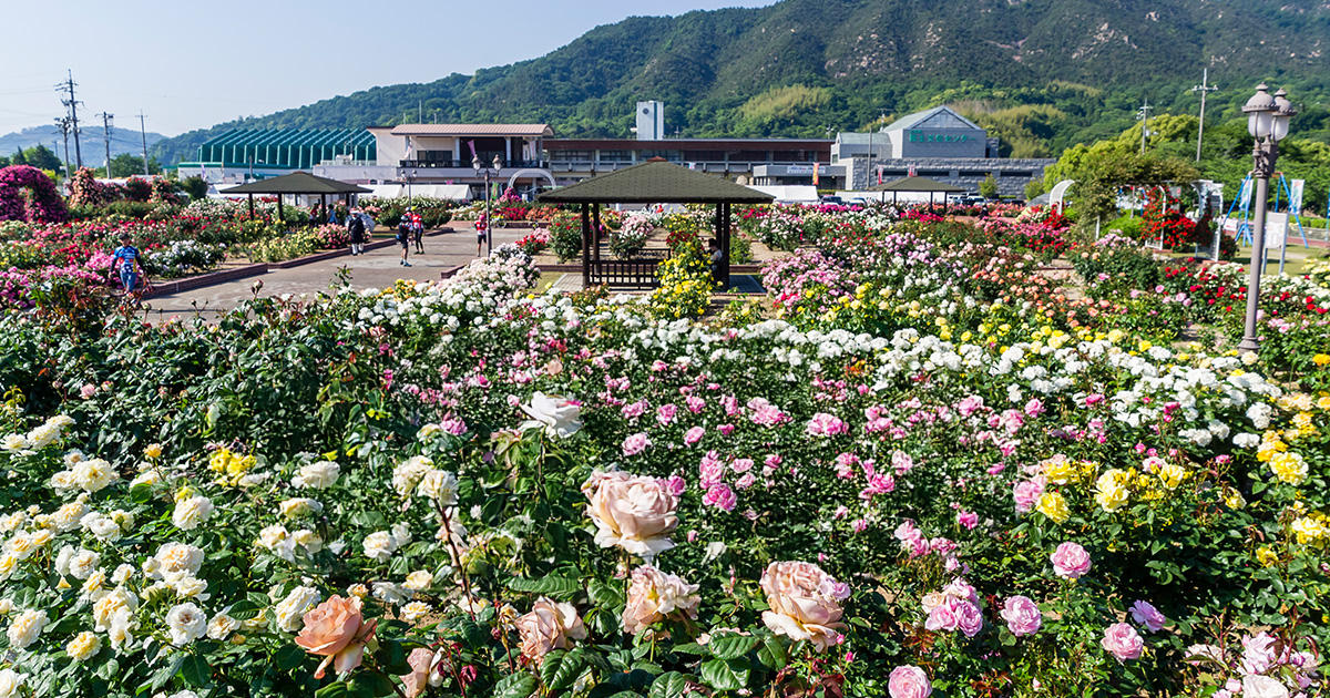 Yoshiumi Rose Park