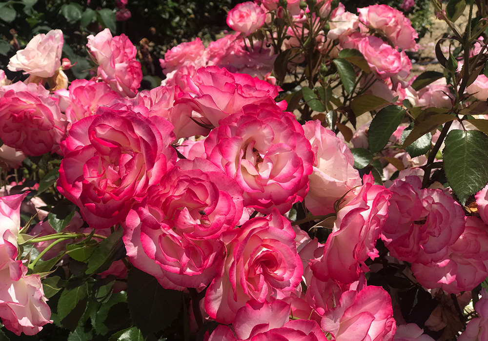 Yoshiumi Rose Park